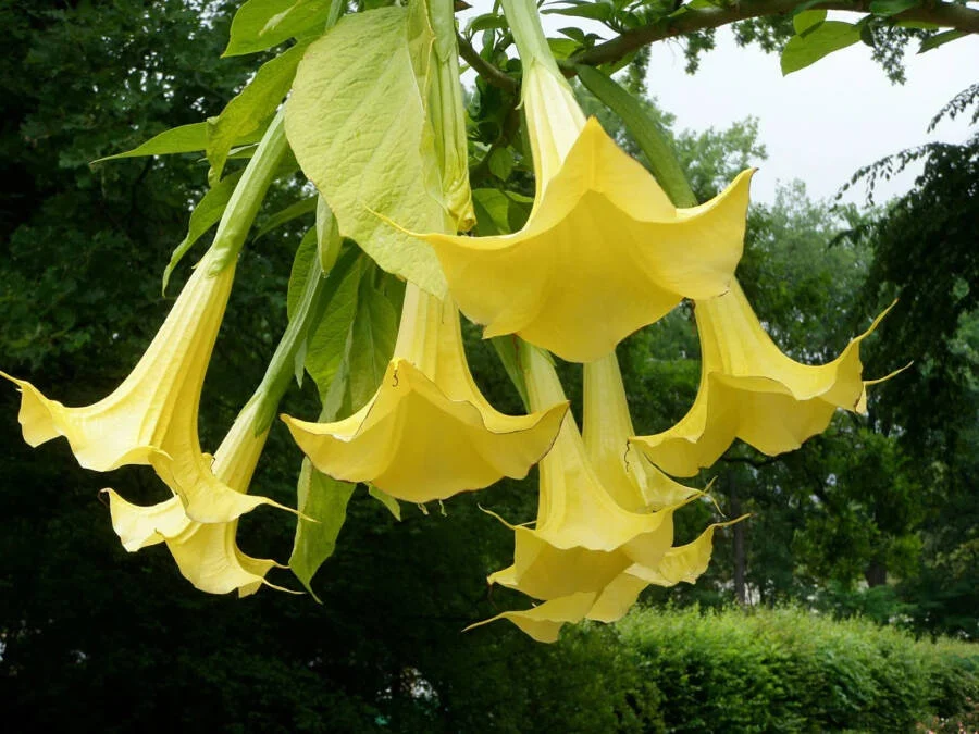Scopolamine (Devils Breath)